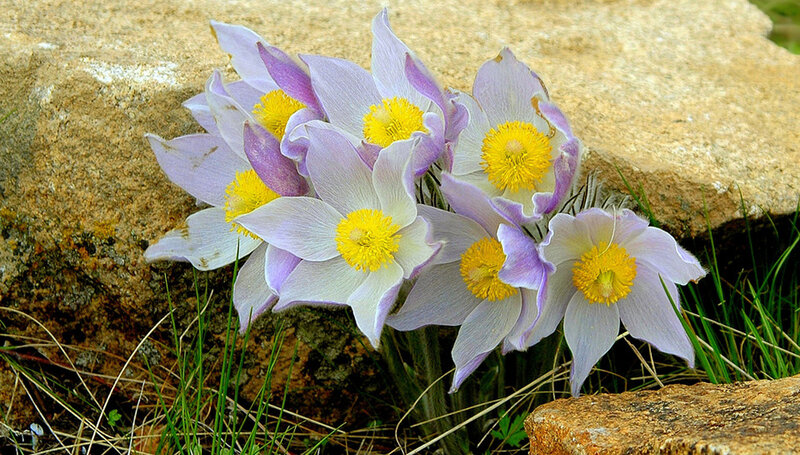Pale Purple Flowers