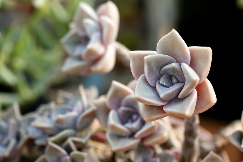Pale Succulent Rosettes