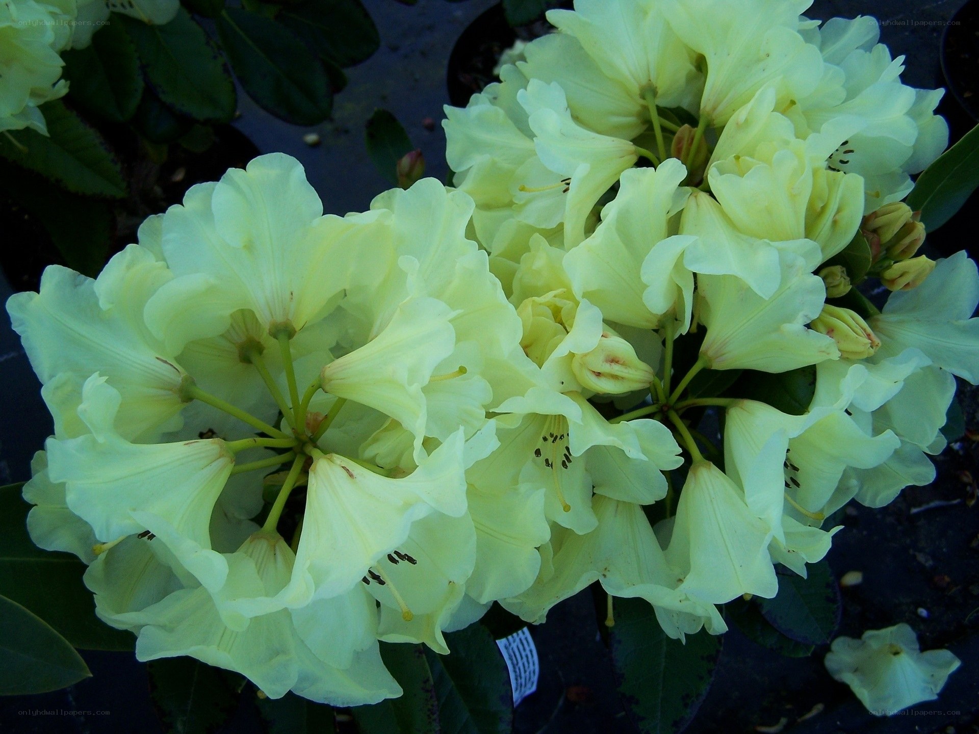 pale yellow rhododendron blooms