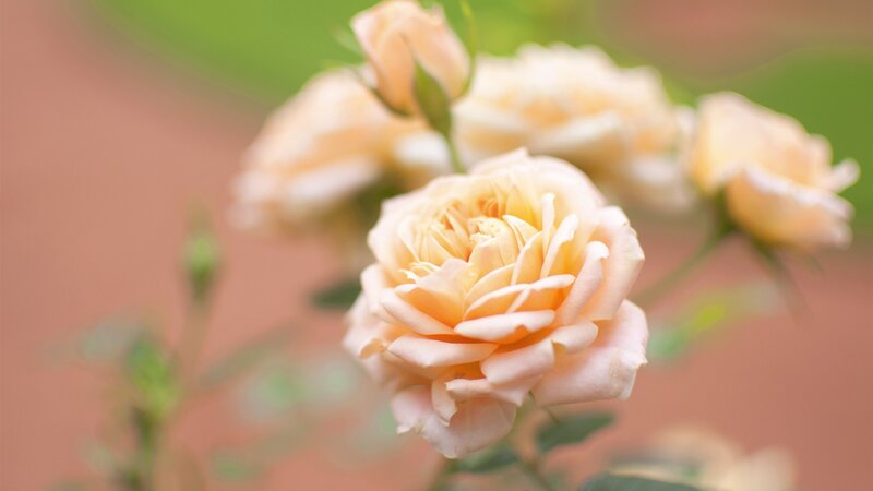 Pale Yellow Rose — Serene, Afternoon