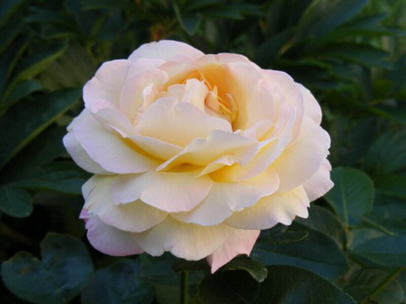 Pale Yellow Rose