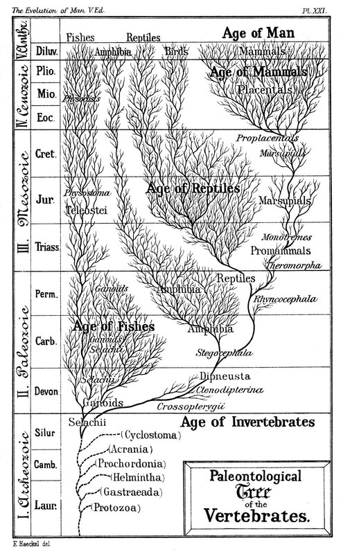 Paleontological Tree of Vertebrates
