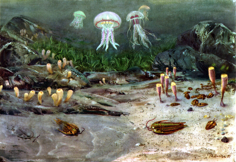 Paleozoic sea life illustration