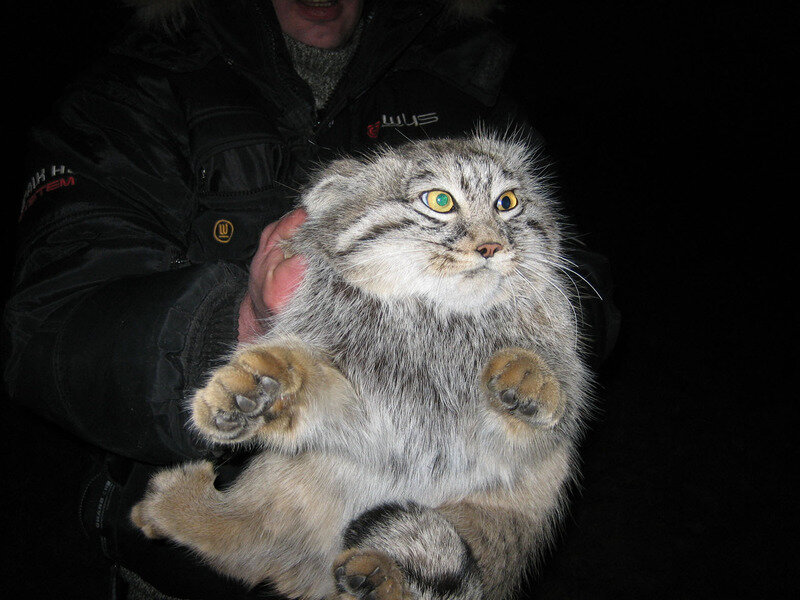 Pallas's Cat Being Held