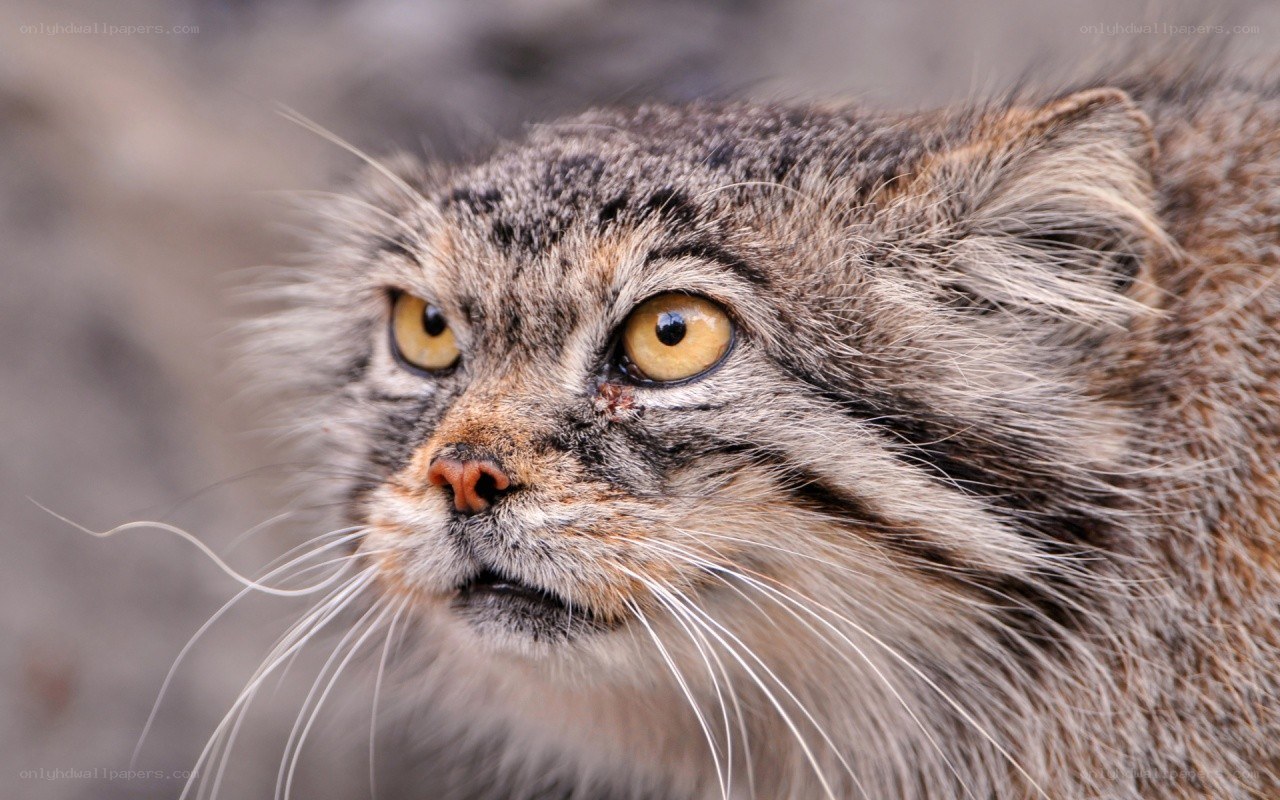 Pallas's cat close-up