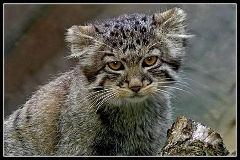 Pallas's cat close-up