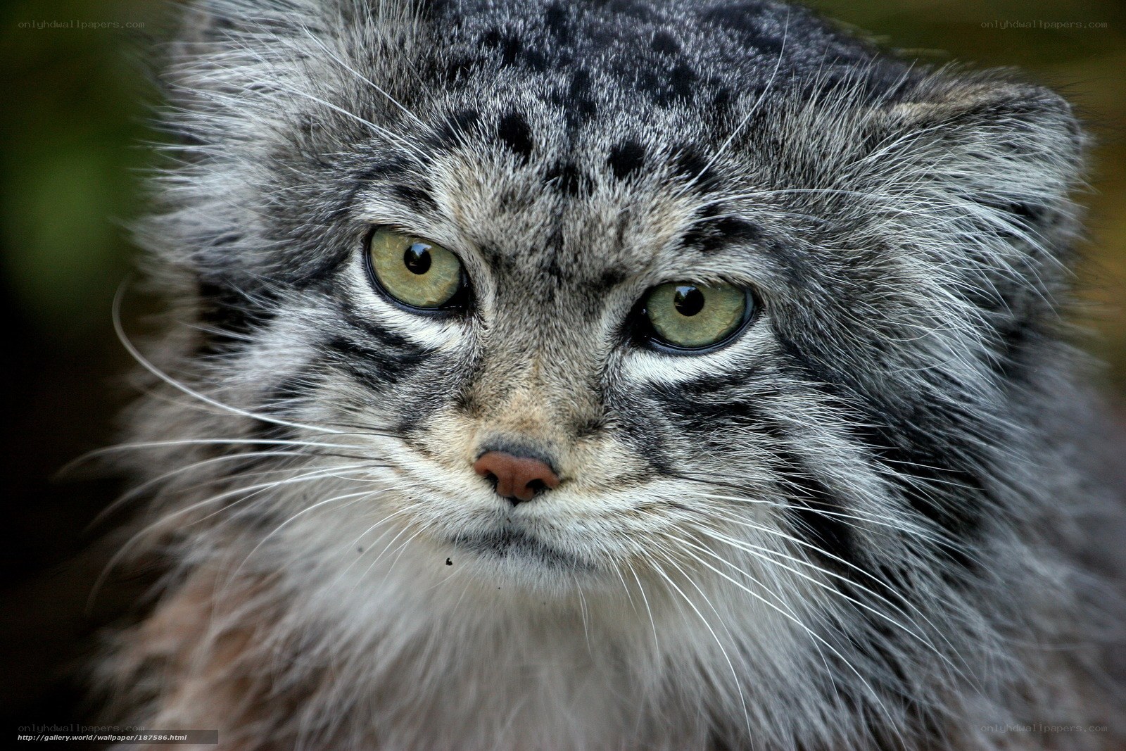 Pallas's cat close-up