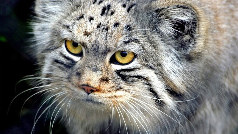 Pallas's Cat — Gray