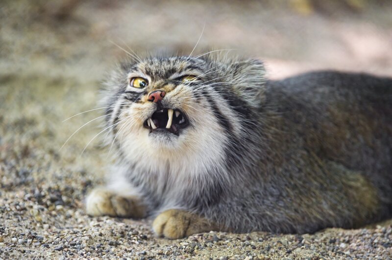 Pallas's Cat Hissing