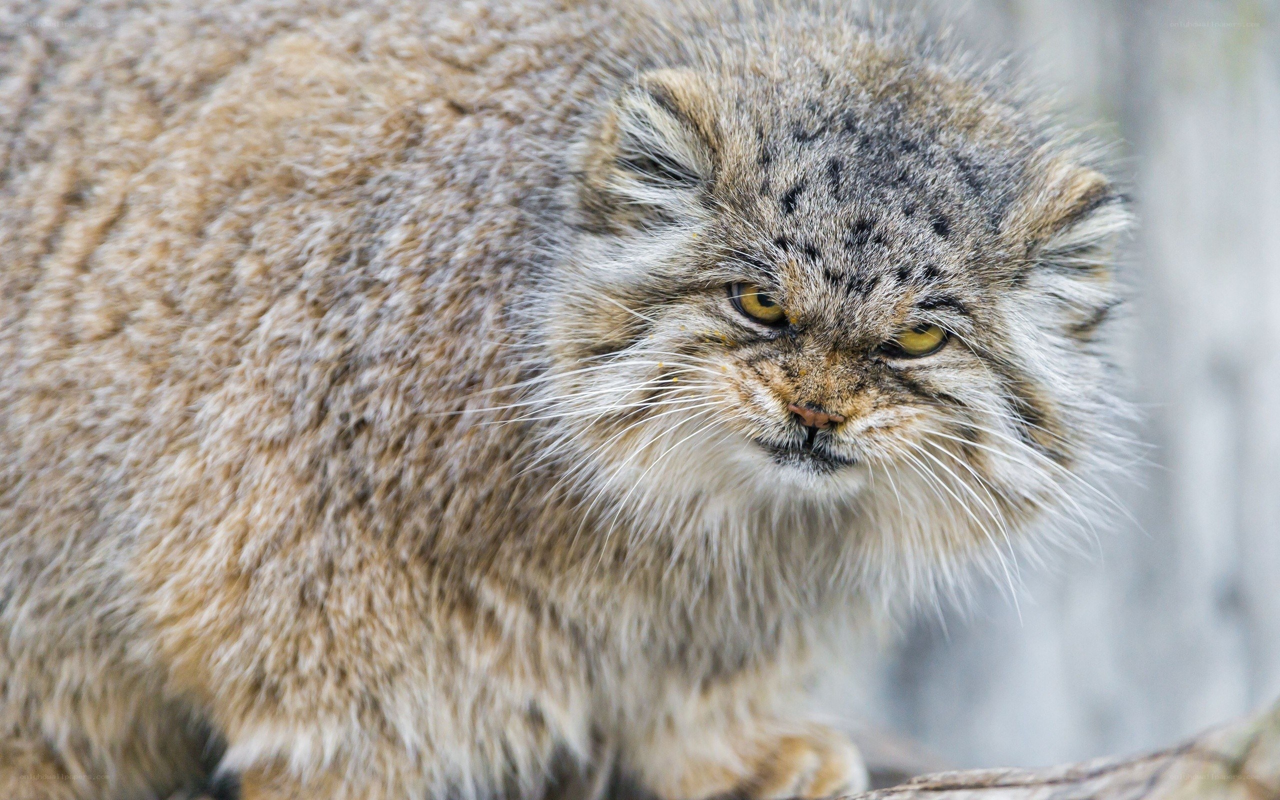 Pallas's cat in close-up