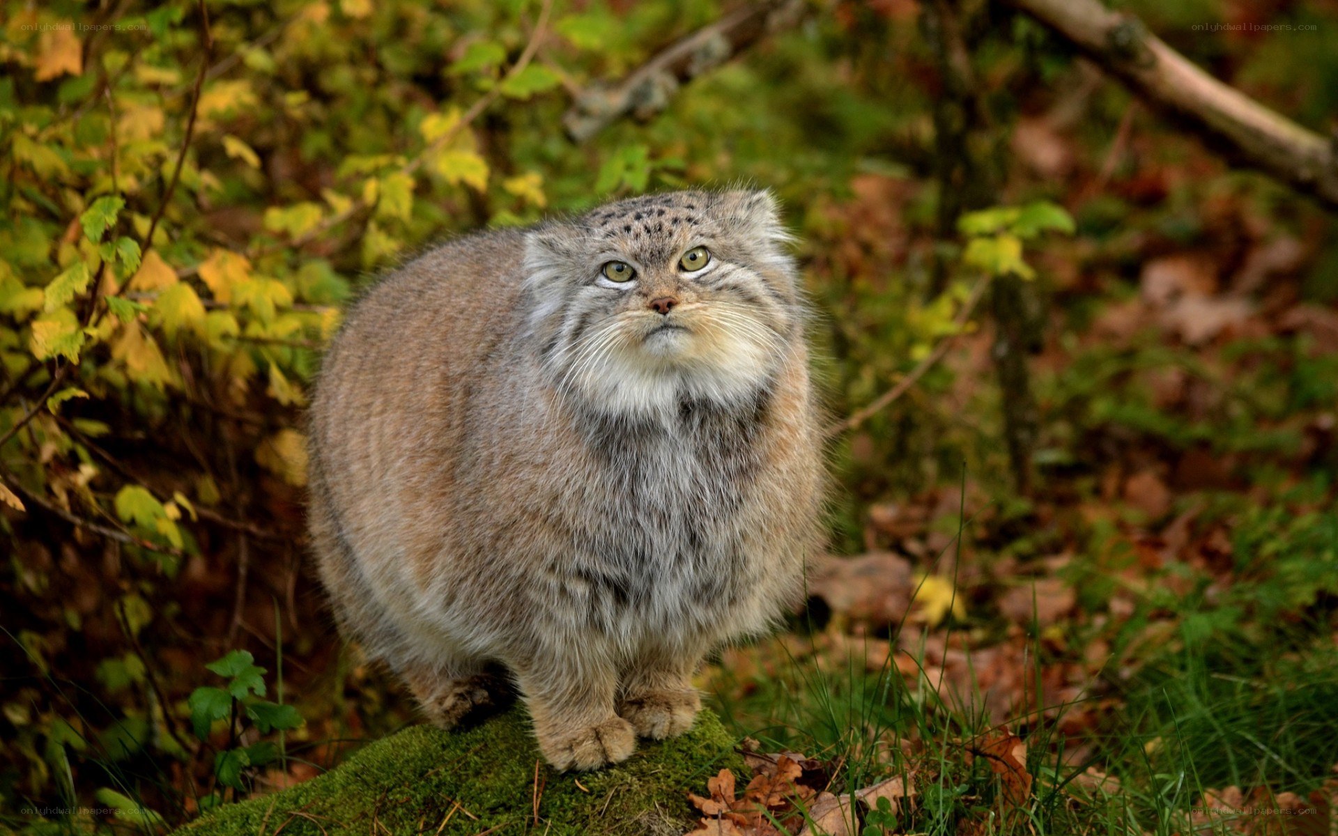 Pallas's cat in forest
