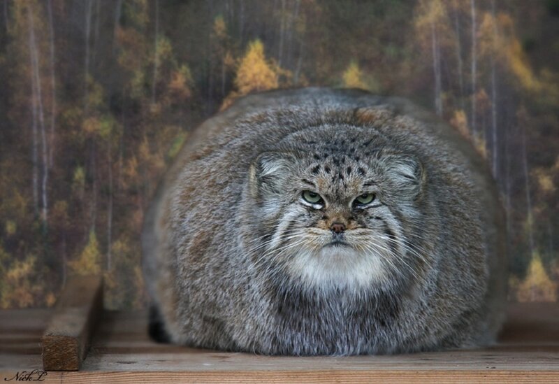 Pallas's cat in forest