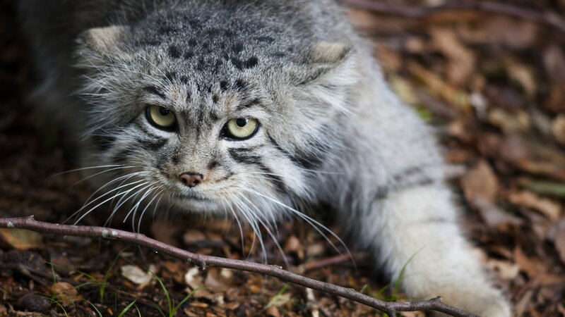 Pallas's Cat in Forest — Gray