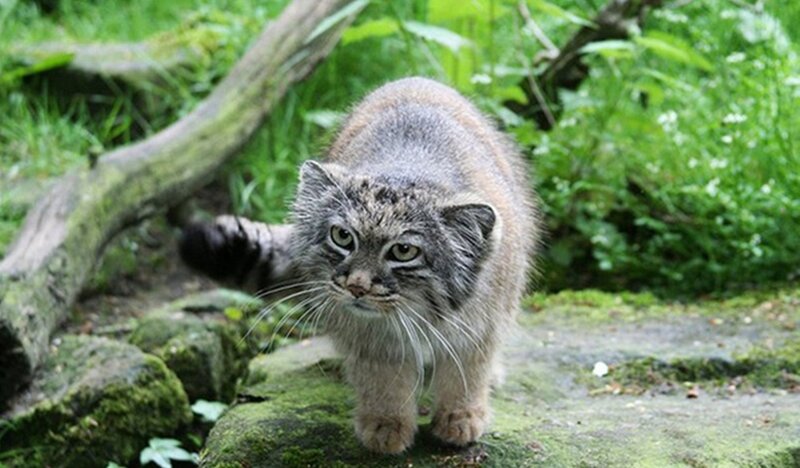 Pallas's Cat in Forest — Green, Natural