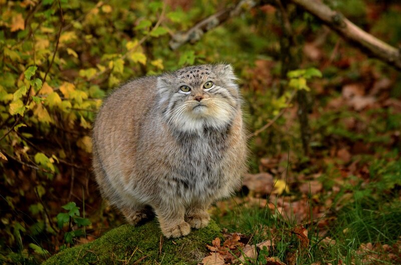 Pallas's Cat in Forest — Green