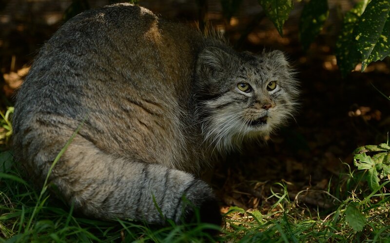 Pallas's Cat in Grass — Gray