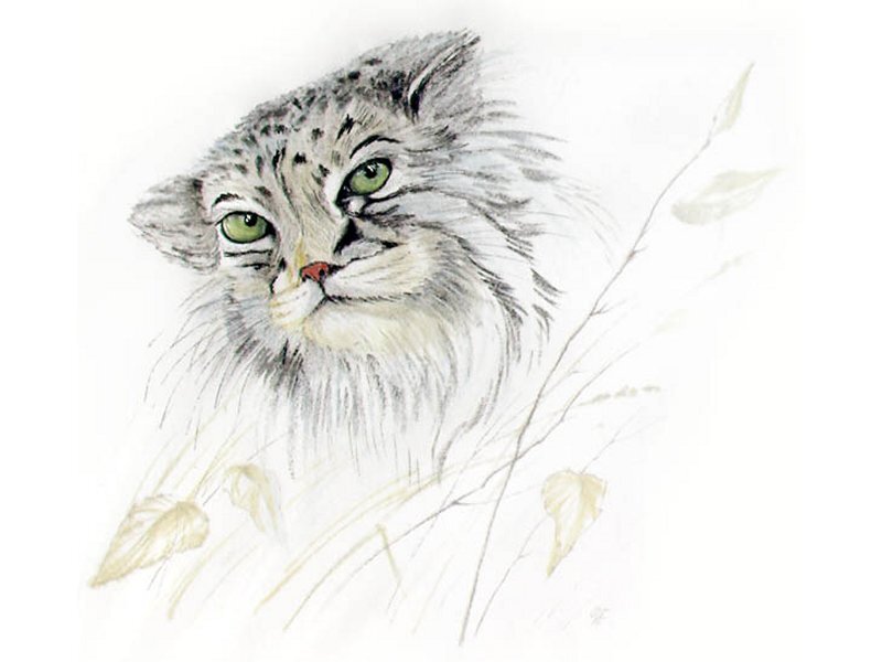 Pallas's Cat in Grass