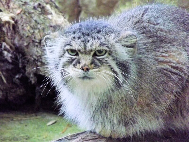 Pallas's cat in natural habitat