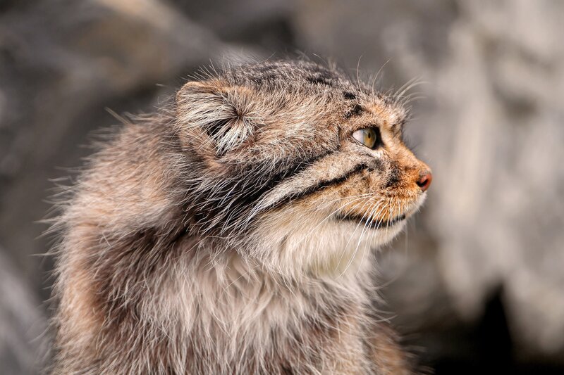 Pallas's cat in profile