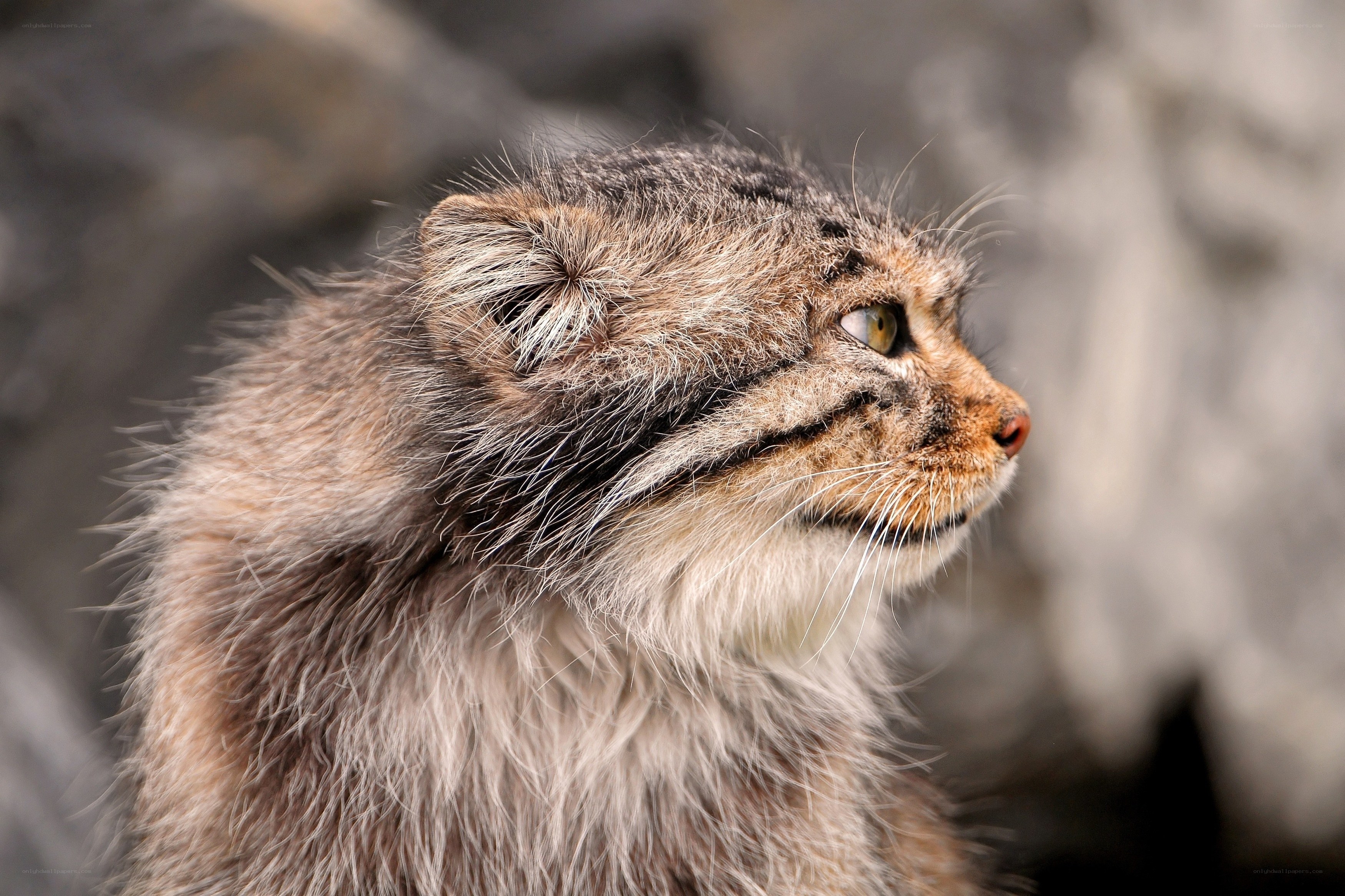 Pallas's cat in profile