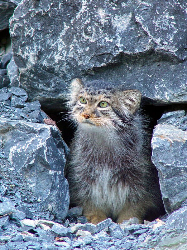 Pallas's cat in rocky crevice