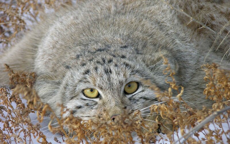 Pallas's Cat in Snow — Gray