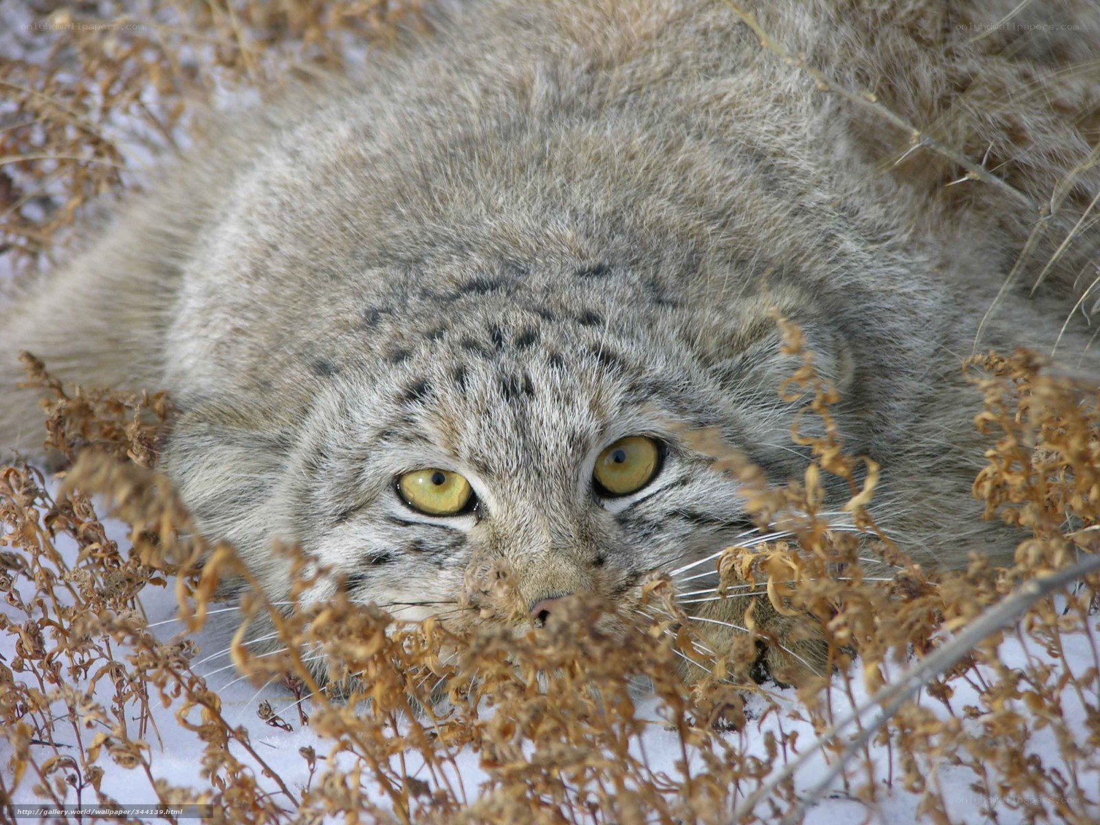 Pallas's cat in snow