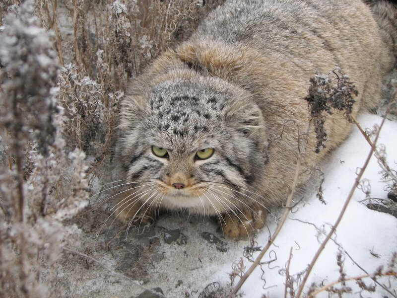 Pallas's cat in snowy vegetation
