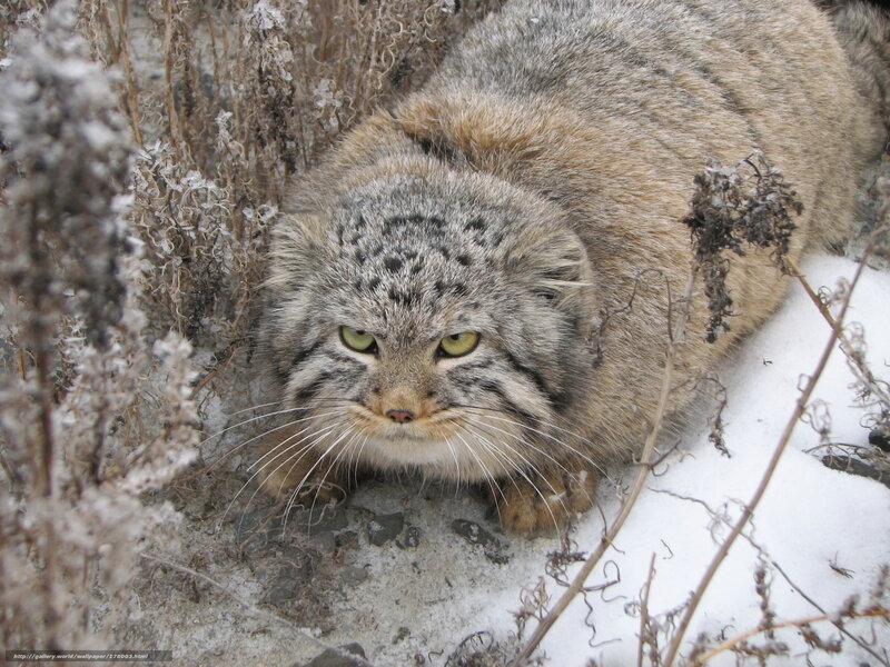 Pallas's cat in snowy vegetation