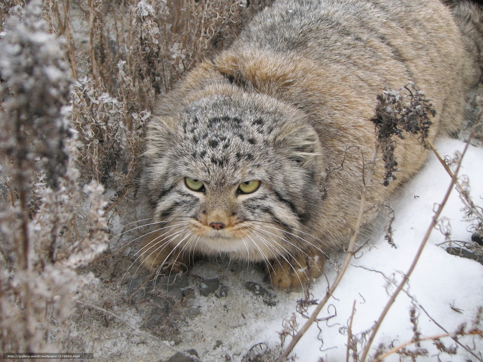 Pallas's cat in snowy vegetation