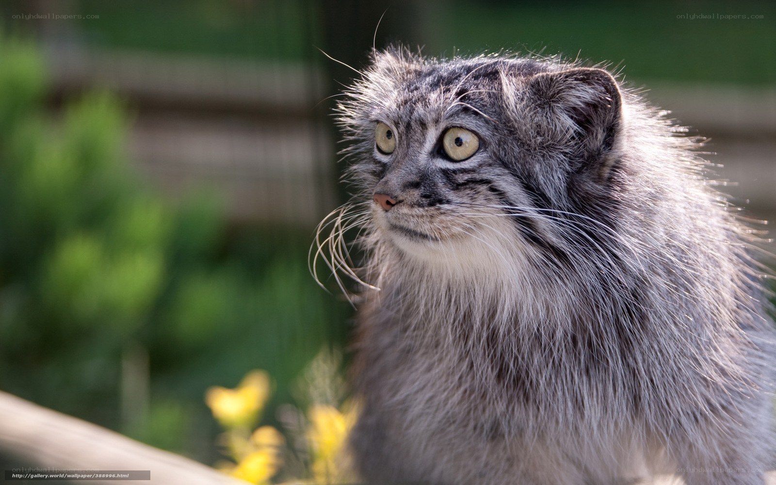 Pallas's cat in sunlight
