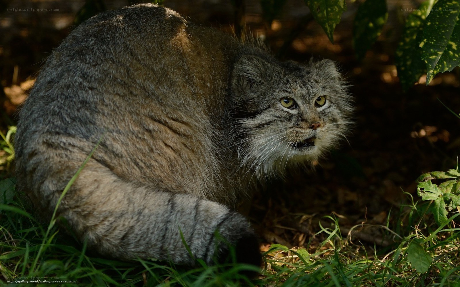 Pallas's cat in the wild