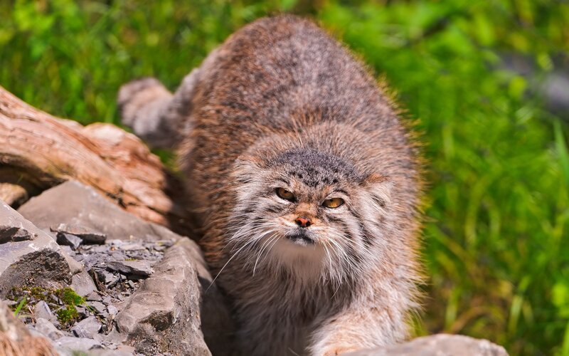 Pallas's cat in the wild