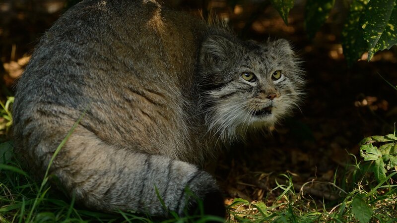 Pallas's cat in the wild