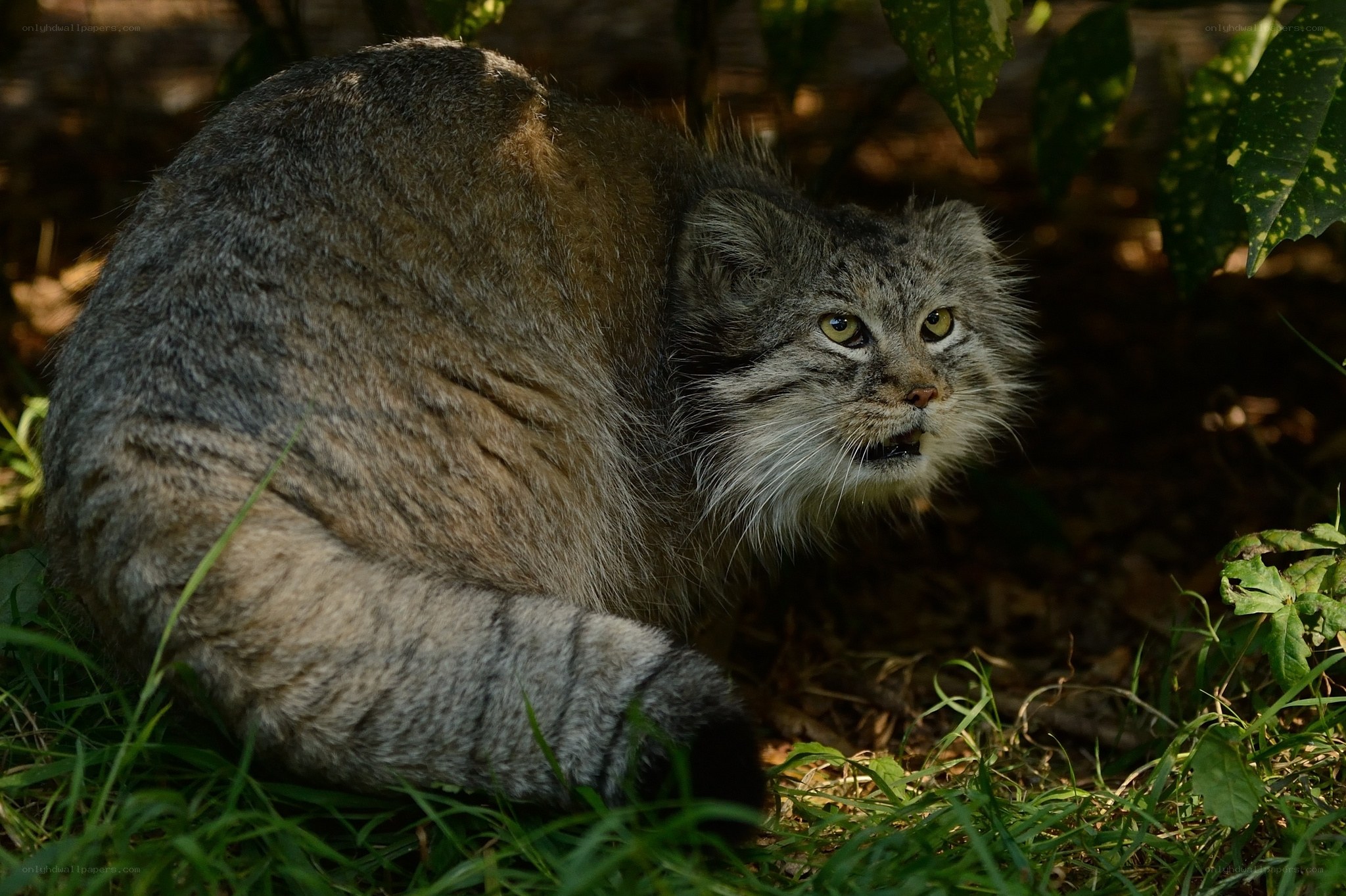 Pallas's cat in the wild
