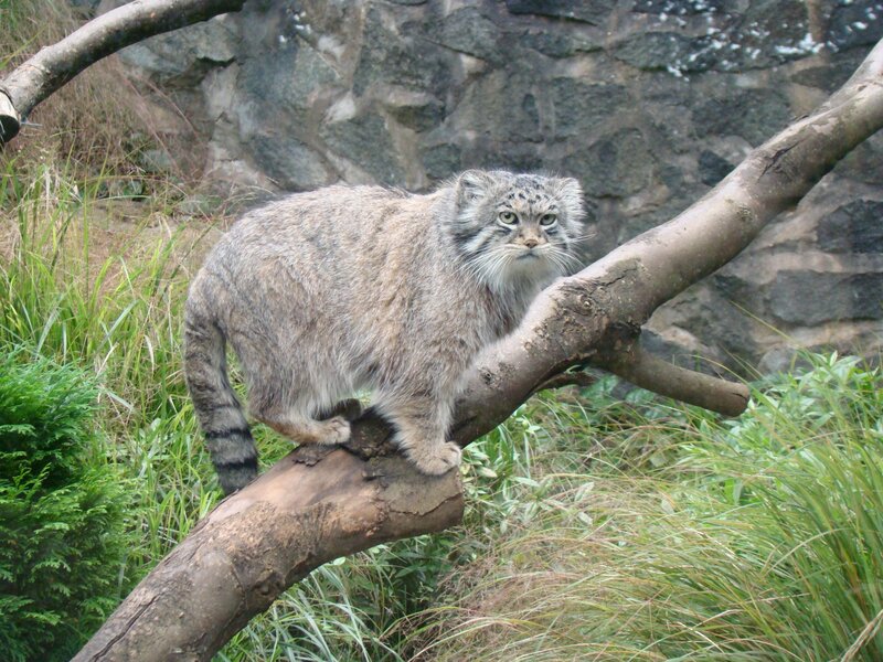 Pallas's Cat on a Branch — Gray, Calm