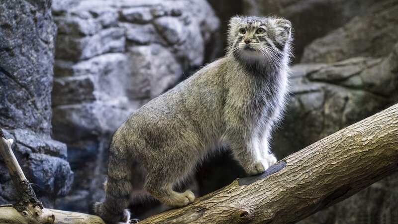 Pallas's Cat on a Branch — Gray