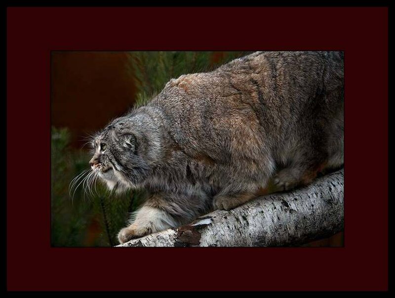 Pallas's Cat on a Branch
