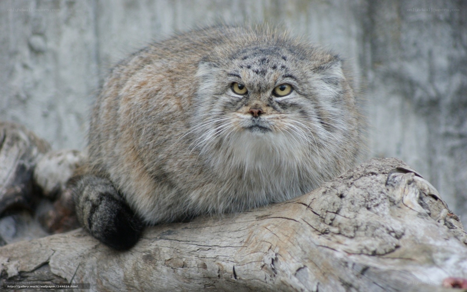Pallas's cat on a log