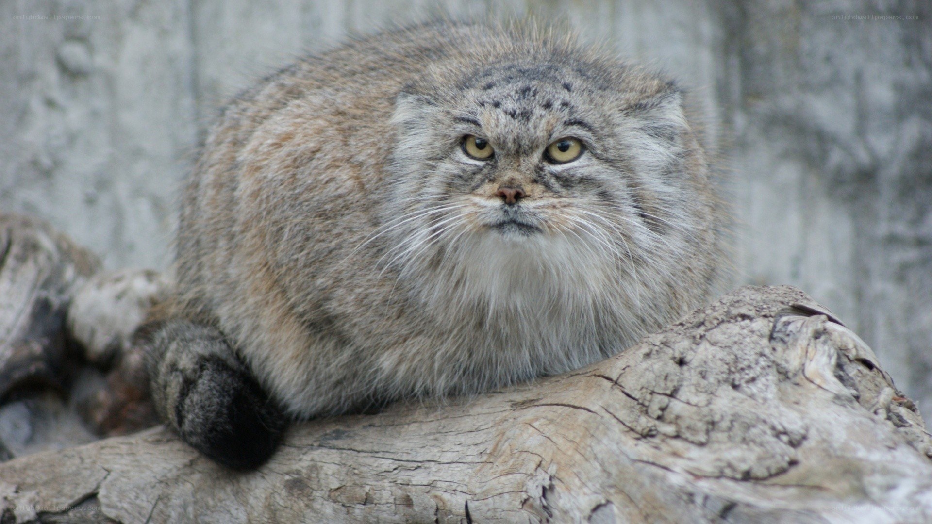 Pallas's cat on a log