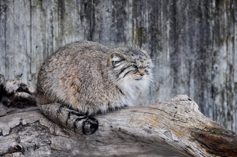 Pallas's cat on a log