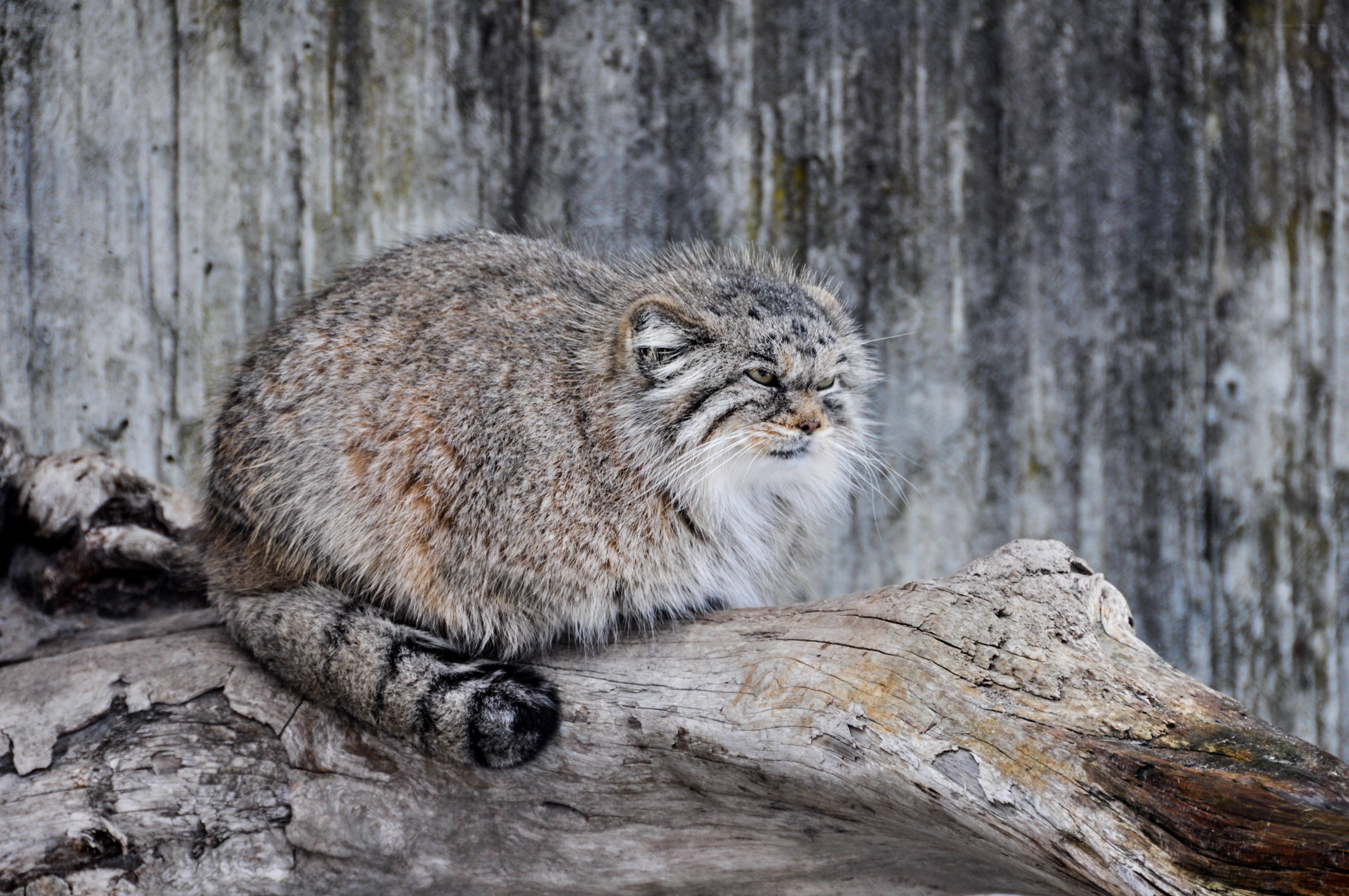 Pallas's cat on a log