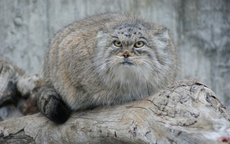 Pallas's Cat on a Log — Gray