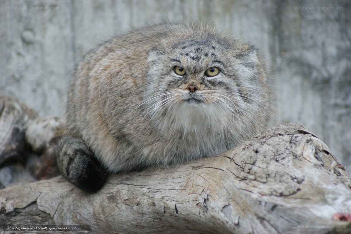Pallas's cat on a log