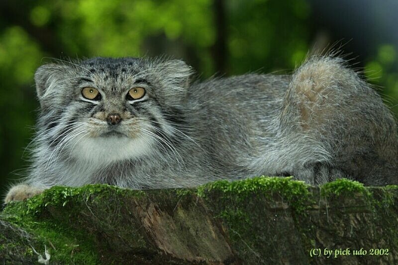 Pallas's cat on a mossy log