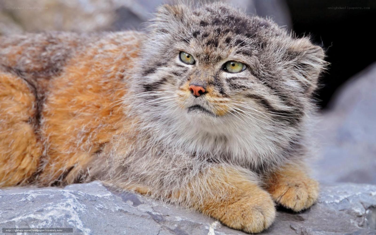 Pallas's cat on a rock