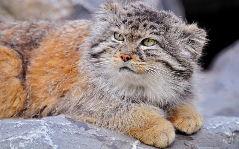 Pallas's cat on a rock