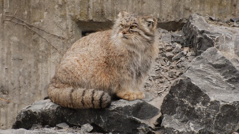 Pallas's cat on a rock
