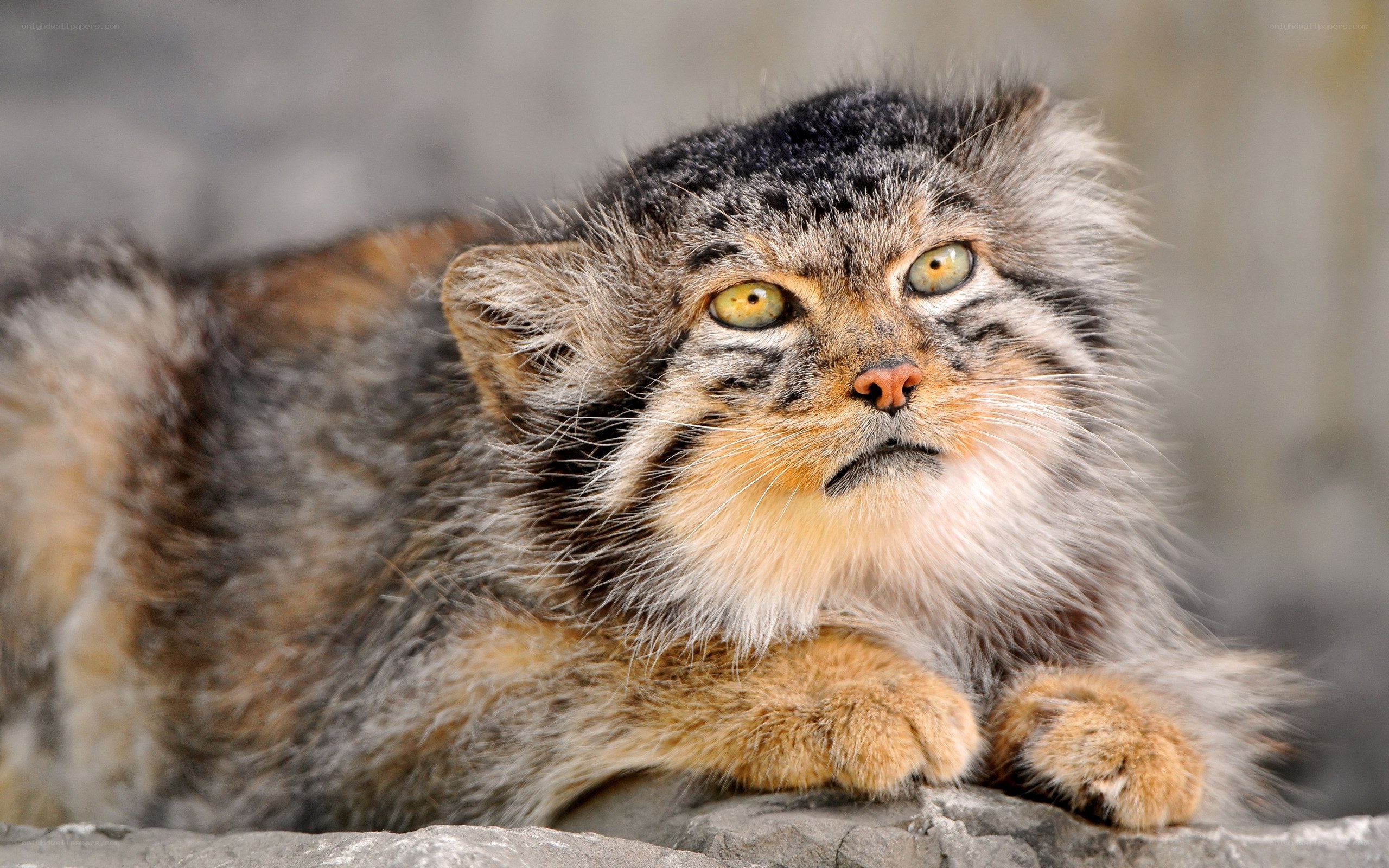 Pallas's cat on a rock