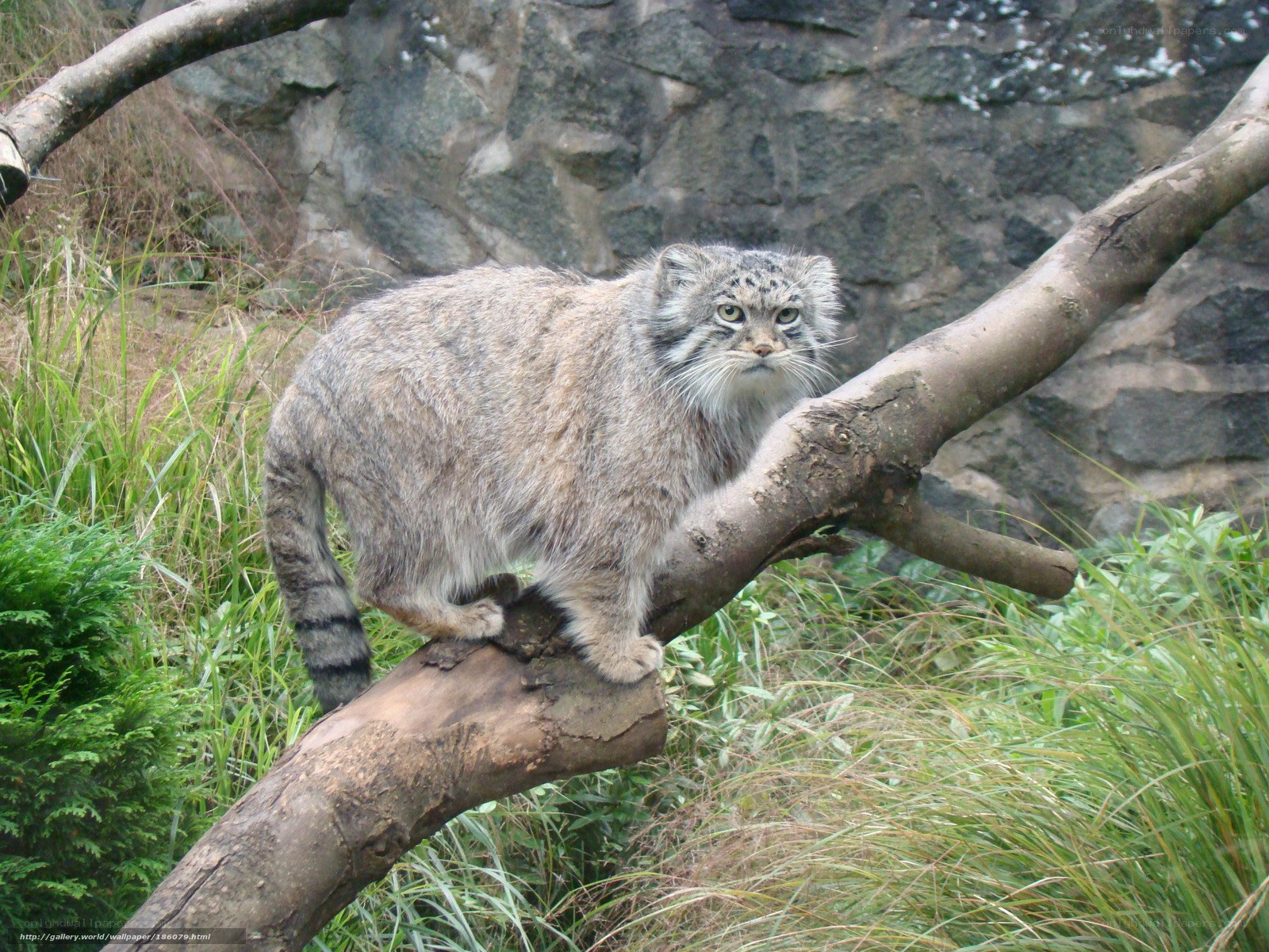Pallas's cat on a tree branch